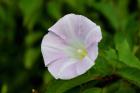 Shades Of Nature Lavendar And White Flower I