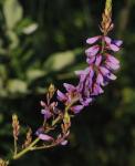 Shades Of Nature Purple Flower