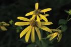 Shades Of Nature Yellow Flowers