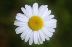 Shades Of Nature White Daisy