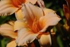 Shades Of Nature Orange Flowers