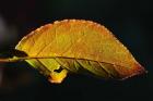Shades Of Nature Leaf