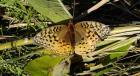 Shades Of Nature Butterfly On Grass