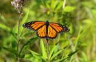 Shades Of Nature Butterfly