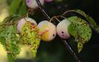 Shades Of Nature Fruits And Critters