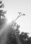 Flying Bird Silhouettes On Branches