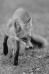 Fox In Field Black And White I