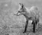 Fox In Field Black And White II