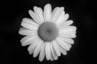 Gerber Daisy On Black