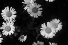 Gerber Daisies On Black