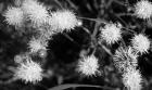 Wildflower Blooms In Black And White