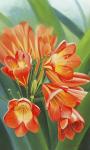 Clivia