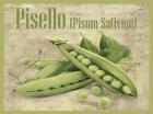 Pisello Pisum Sativum