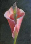 Pink Cala Lily