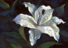 White Lily