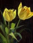 Yellow Tulips