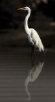 Reflective Heron