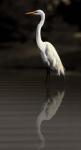 Reflective Heron