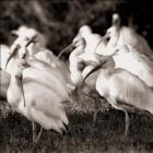 Flock Of Egrets