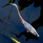 Blue Heron