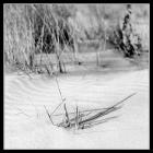 Twigs And Shadows