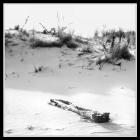 Driftwood And Dune
