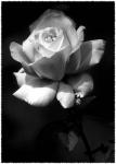 Rose Delight B&W