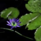 Painted Purple Lily Pads