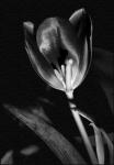 Flower On Linen