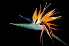 Bird Of Paradise1