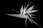 Bird Of Paradise B&W1