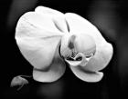 White Orchid