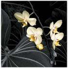 Small Orchids On Leaves 2