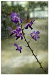 Stem Of Purple