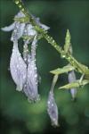 Purple Dew Drops