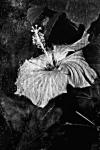 Hibiscus Under Glass #5 B&W