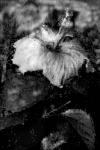 Hibiscus Under Glass #6 B&W