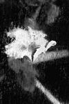 Hibiscus Under Glass #7 B&W