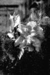 Flower Under Glass #8 B&W