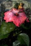 Hibiscus Under Glass #6