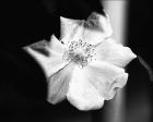 Open Flower With Stem B&W