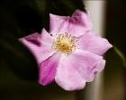 Open Flower With Stem