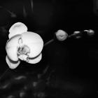 Warm White Orchid B&W