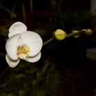 Warm White Orchid