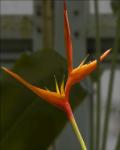 Bird Of Paradise 2