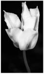 Fancy Tulip B&W