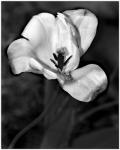 Blooming Center B&W