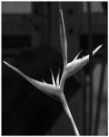 Bird Of Paradise B&W2