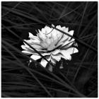 #2 Special Garden B&W
