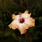 Perfect Hibiscus